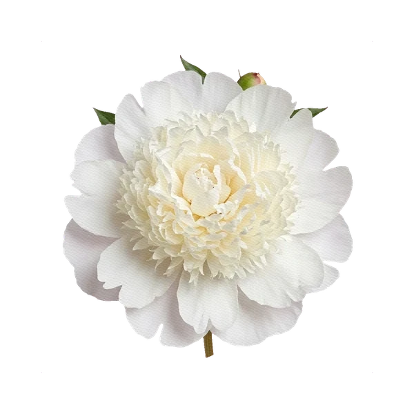Peony Bowl of Cream