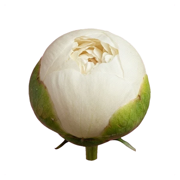 Peony Bowl of Cream — bud