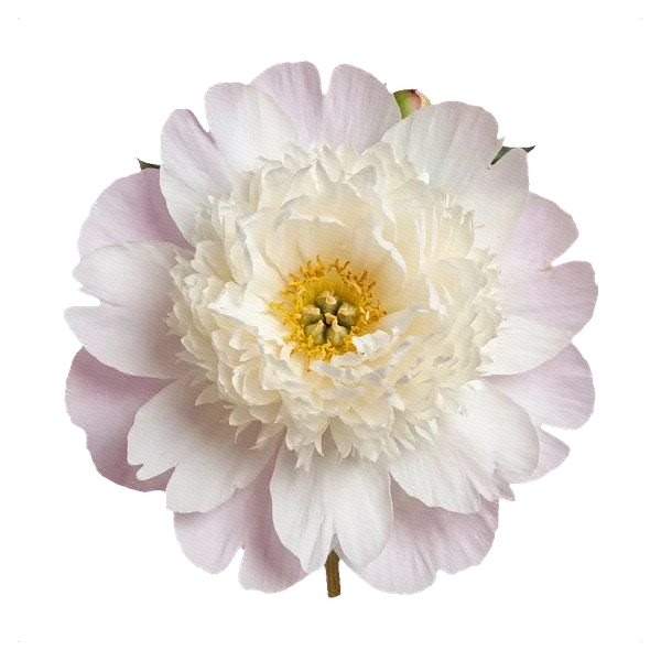 Peony Bowl of Cream — full