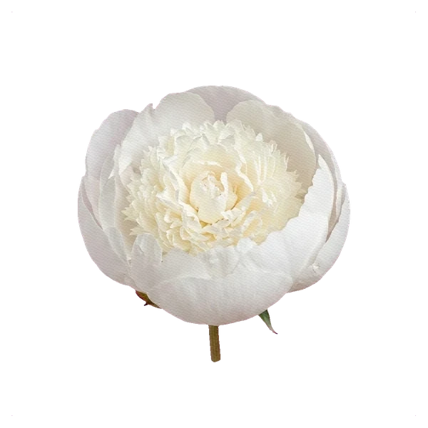 Peony Bowl of Cream — side