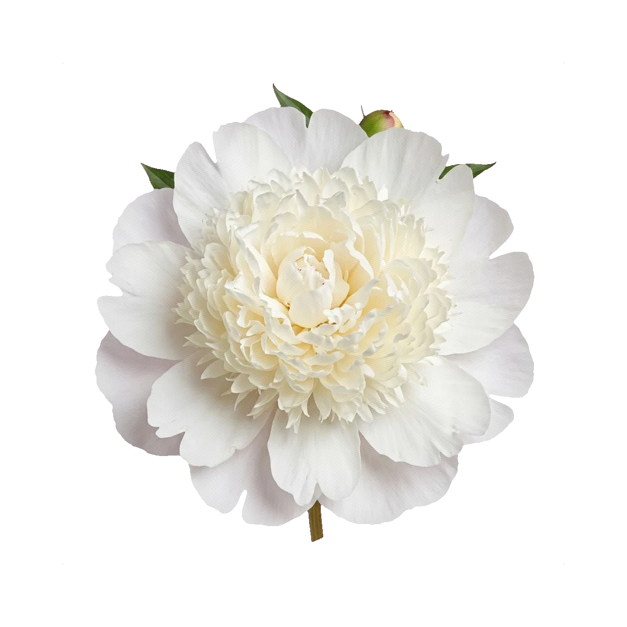 Peony Bowl of Cream