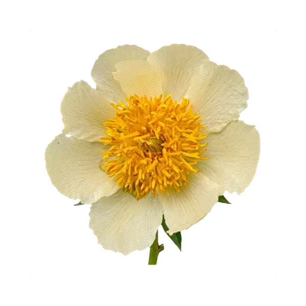 Peony Claire de Lune