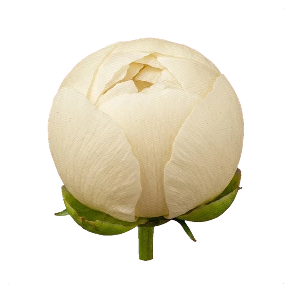 Şakayık Claire de Lune — bud