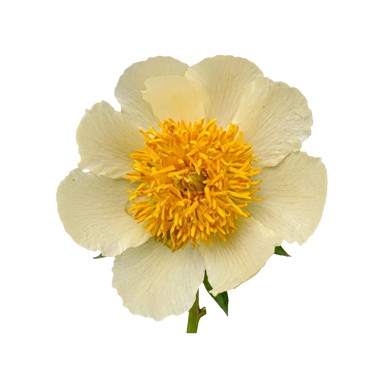 Peony Claire de Lune