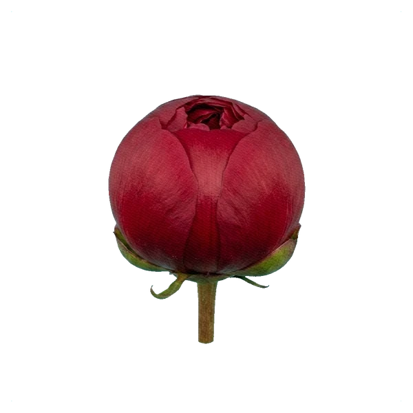 Peony Command Performance — bud