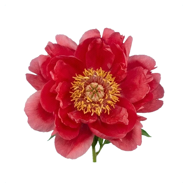 Peony Command Performance — full