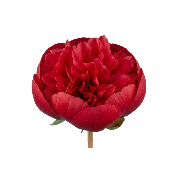 Peony Command Performance — side