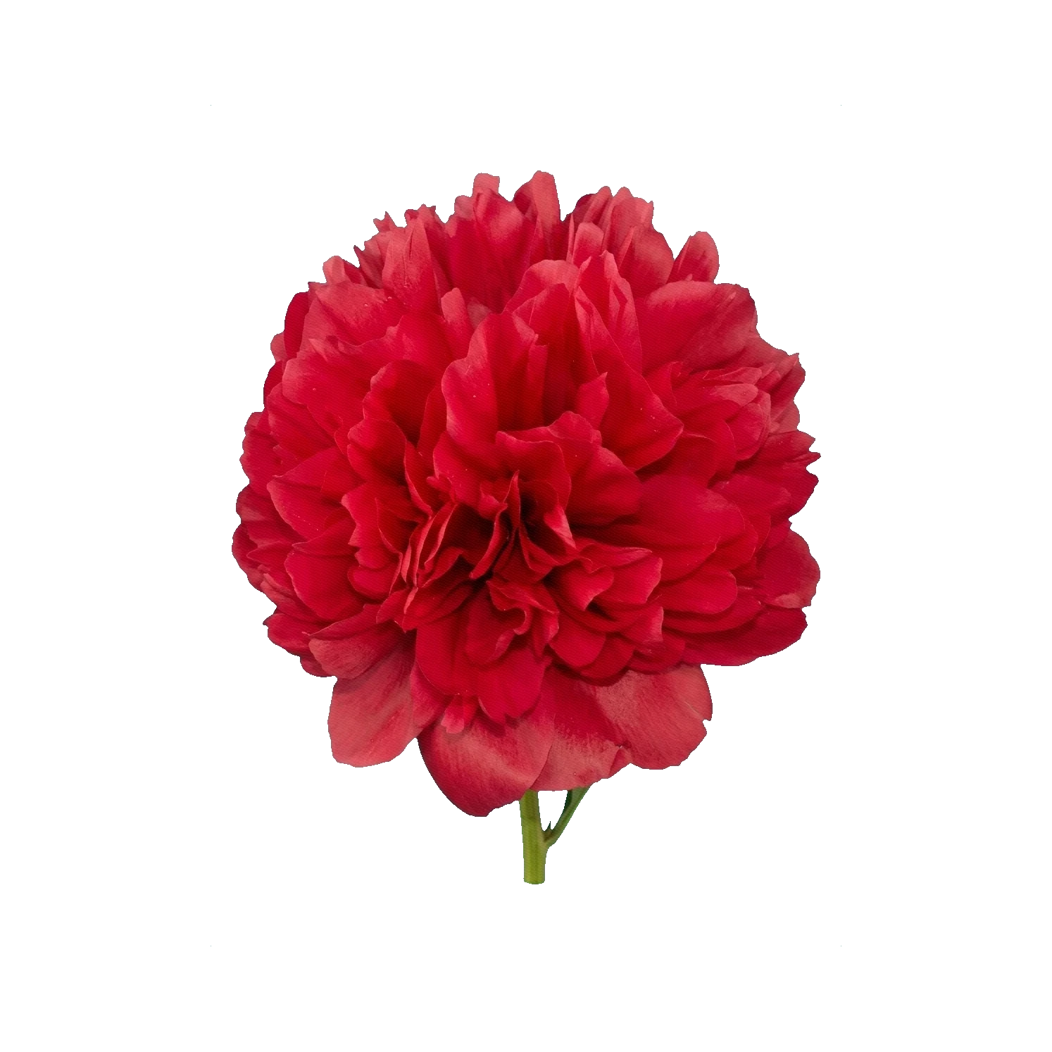 Peony Command Performance