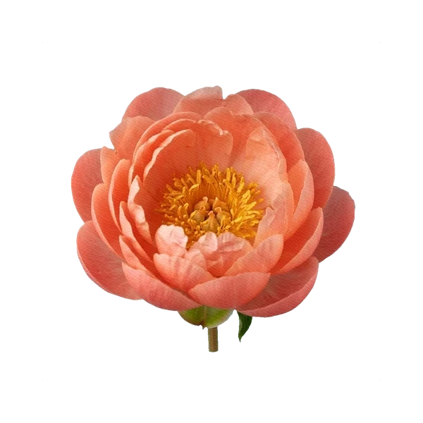 Peony Coral Charm