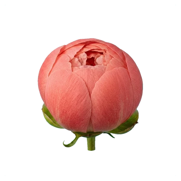 Peony Coral Charm — bud