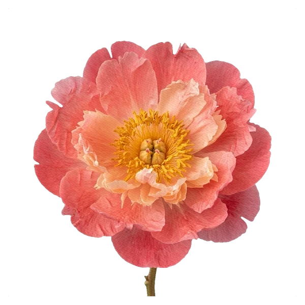 Peony Coral Charm — full