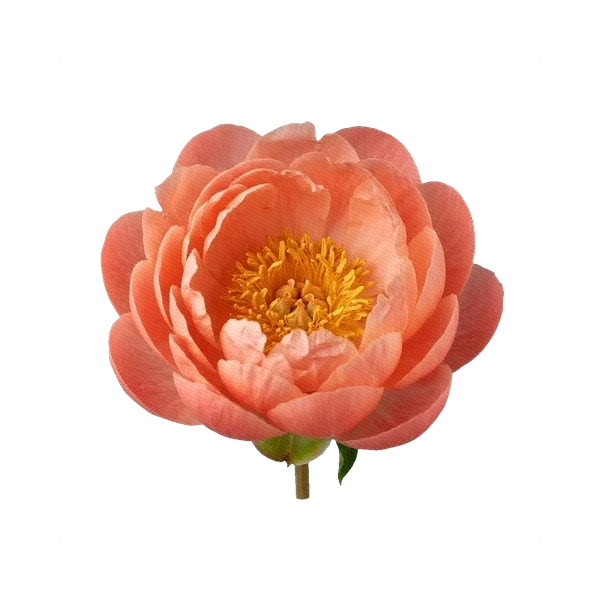 Peony Coral Charm — Coral Peony