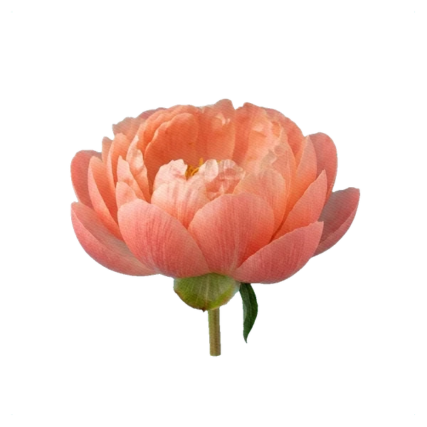 Peony Coral Charm — side