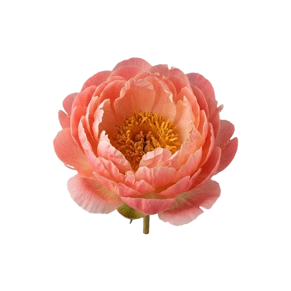 Peony Coral Sunset