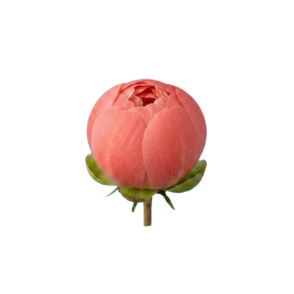 Pivoine Coral Sunset — bud