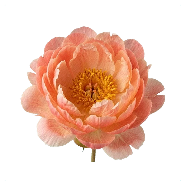 Pivoine Coral Sunset — full