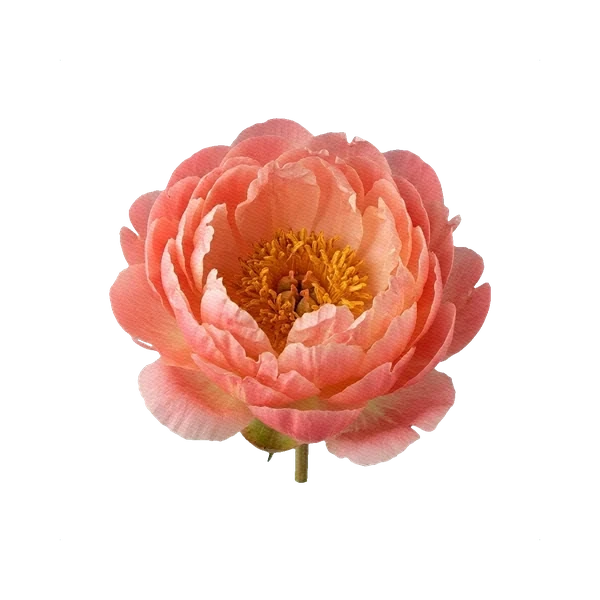 Peony Coral Sunset — Coral Peony