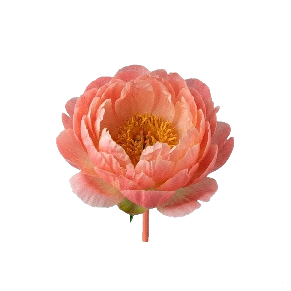 Pivoine Coral Sunset — side
