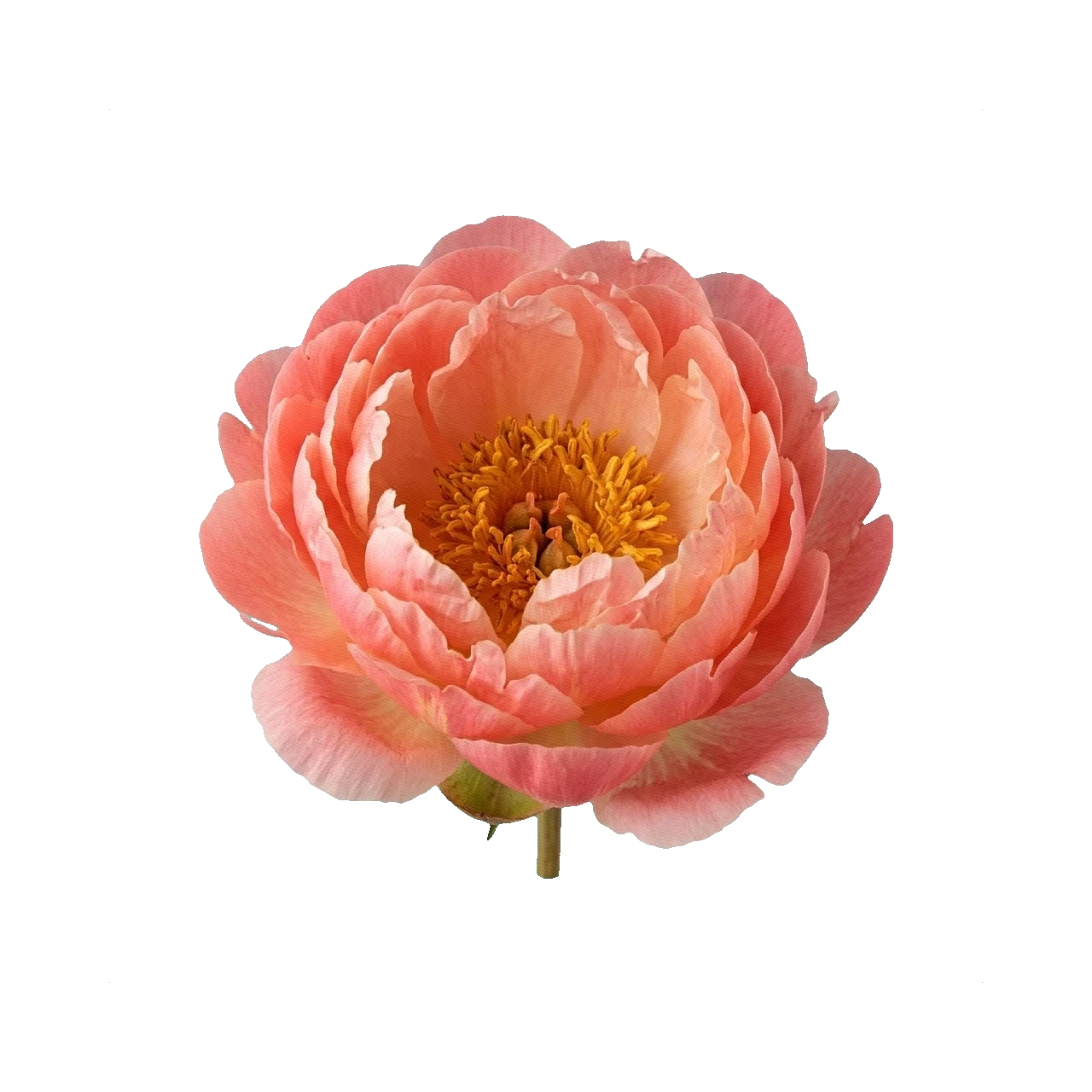 Peony Coral Sunset