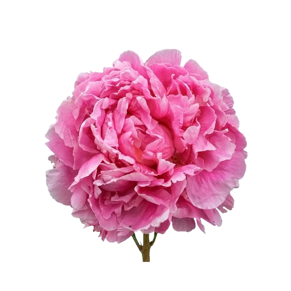 Peony Dr. Alexander Fleming