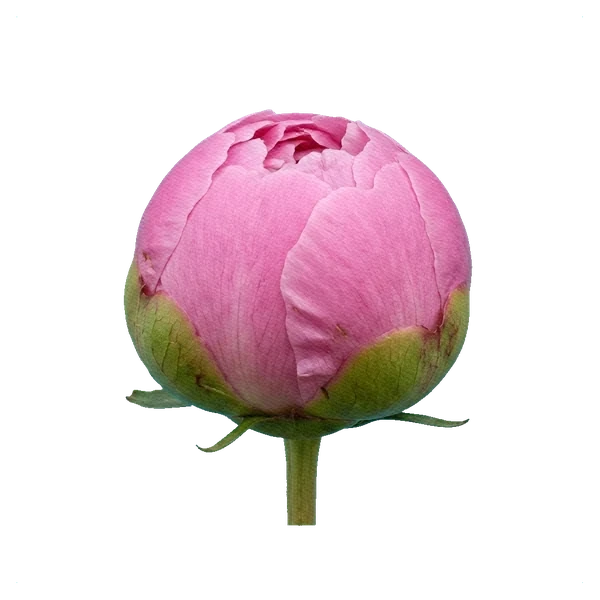 Peony Dr. Alexander Fleming — bud