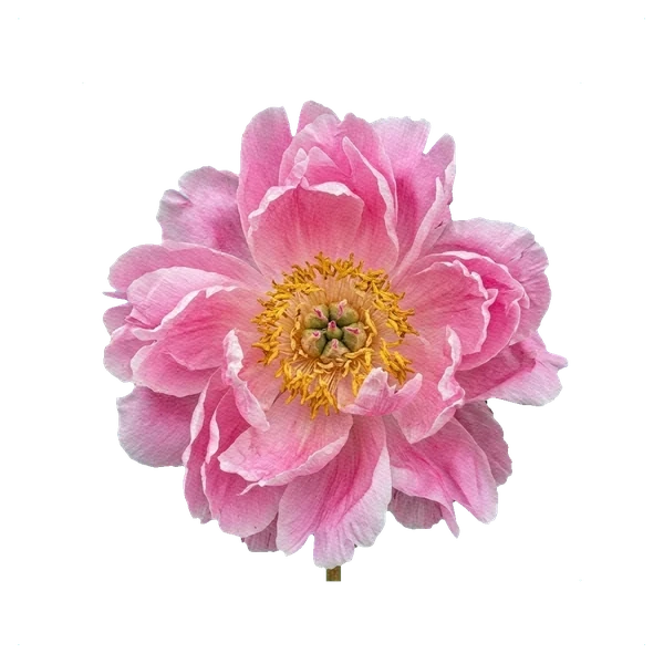Peony Dr. Alexander Fleming — full