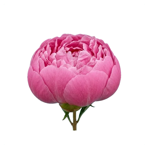Peony Dr. Alexander Fleming — side
