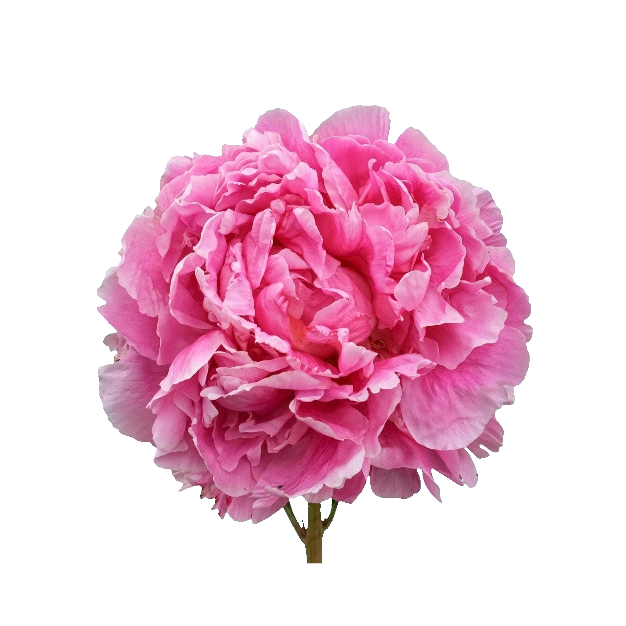 Peony Dr. Alexander Fleming
