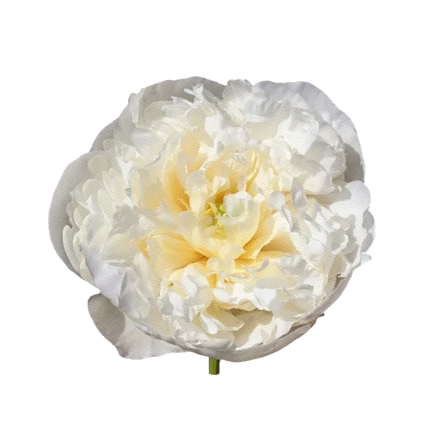 Peony Duchesse de Nemours