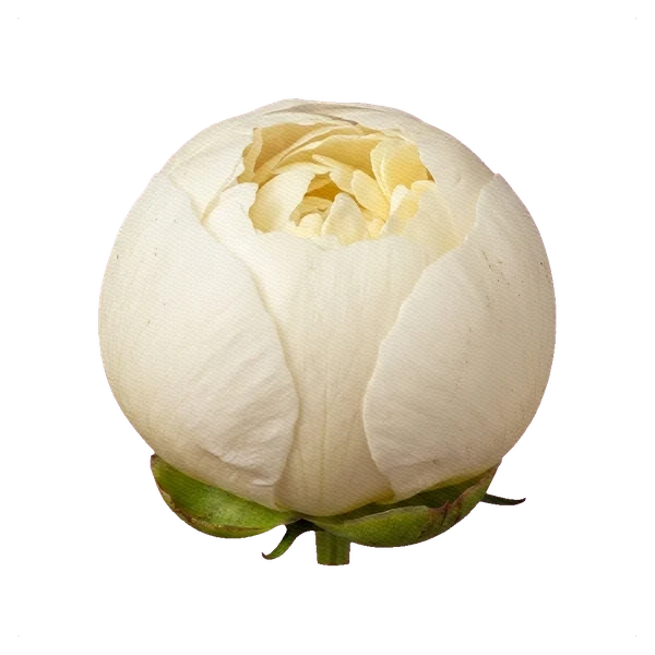 Peony Duchesse de Nemours — bud