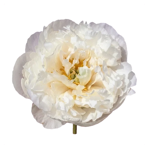 Peony Duchesse de Nemours — full
