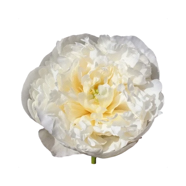 Peony Duchesse de Nemours — White Peony