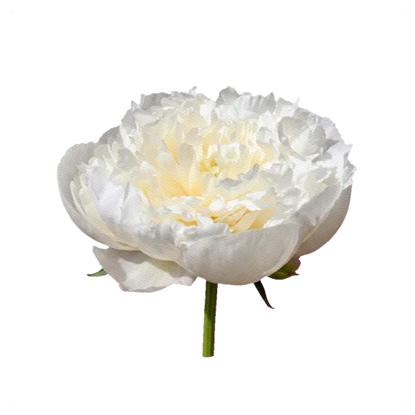 Peony Duchesse de Nemours — side