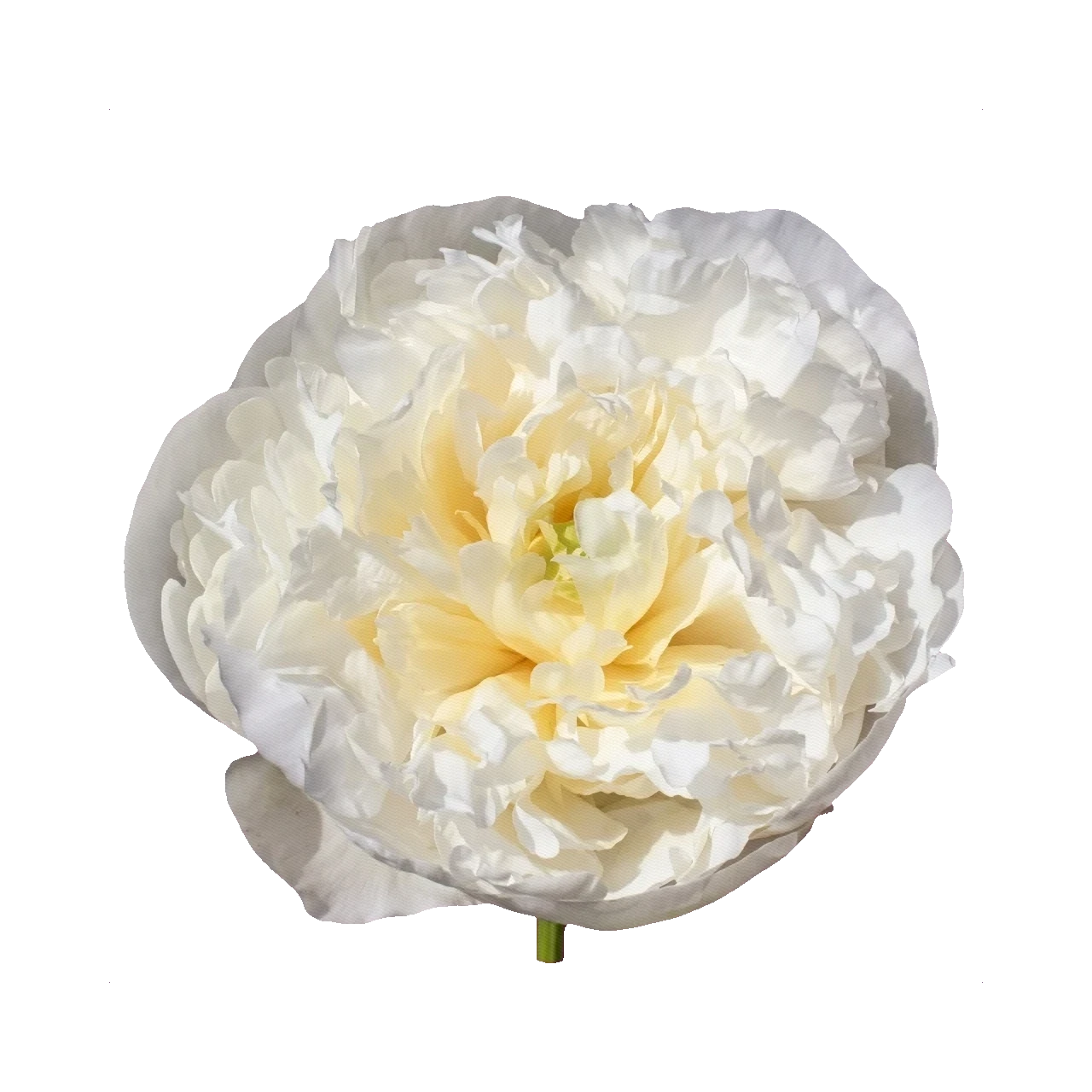 Peony Duchesse de Nemours