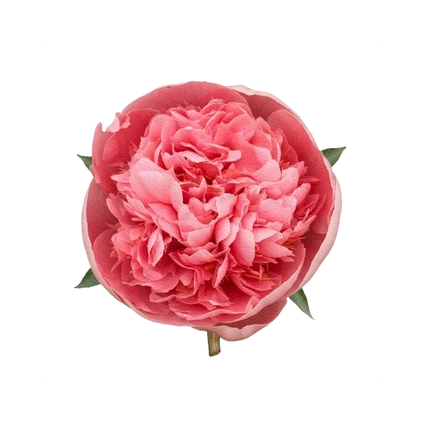 Peony Etched Salmon