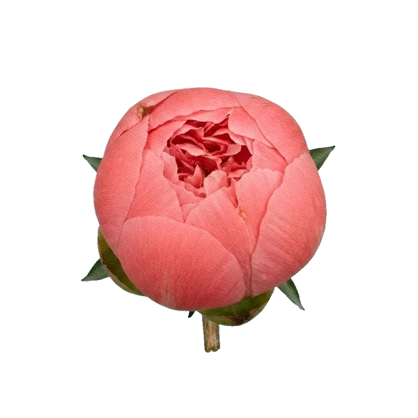 Pivoine Etched Salmon — bud