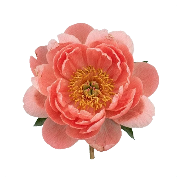 Pivoine Etched Salmon — full
