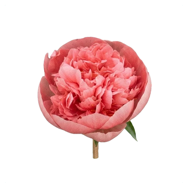 Pivoine Etched Salmon — side