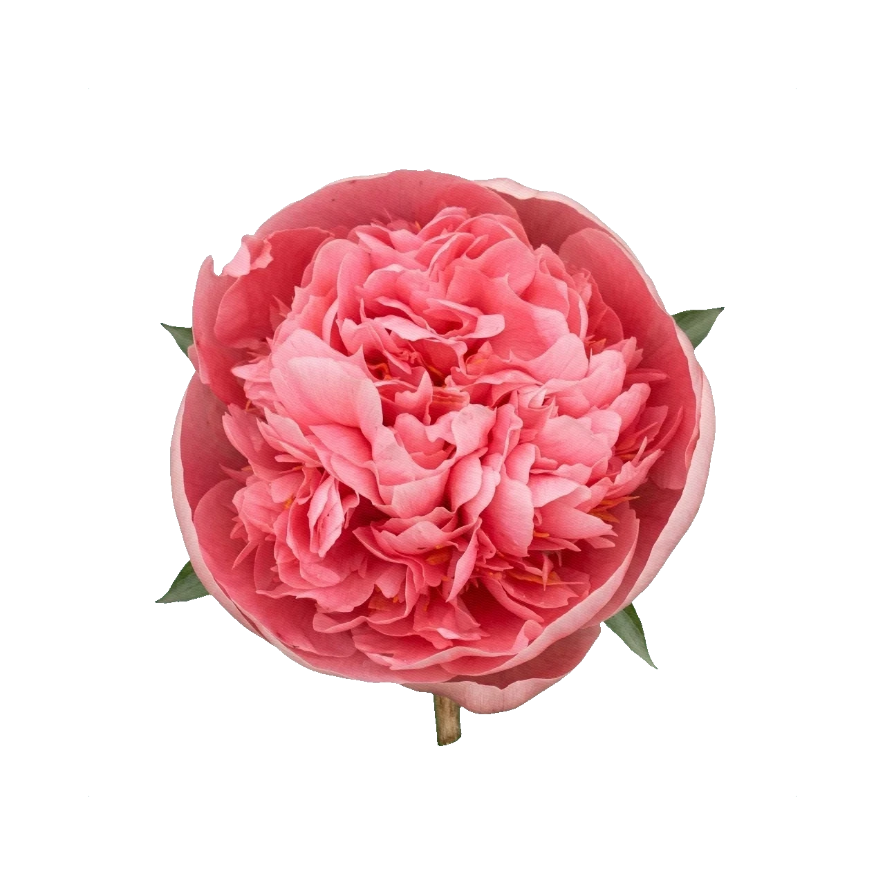 Peony Etched Salmon