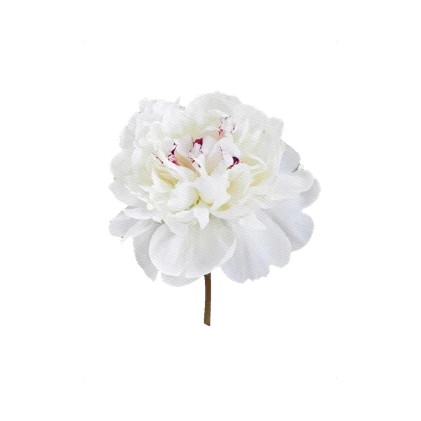 Peony Festiva Maxima