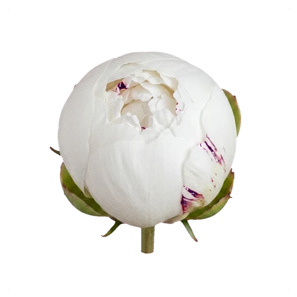 Pivoine Festiva Maxima — bud