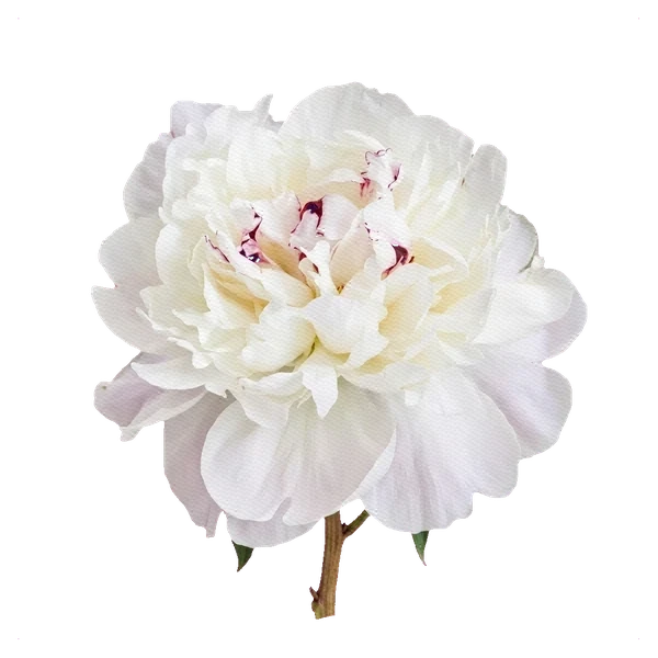 Pivoine Festiva Maxima — full