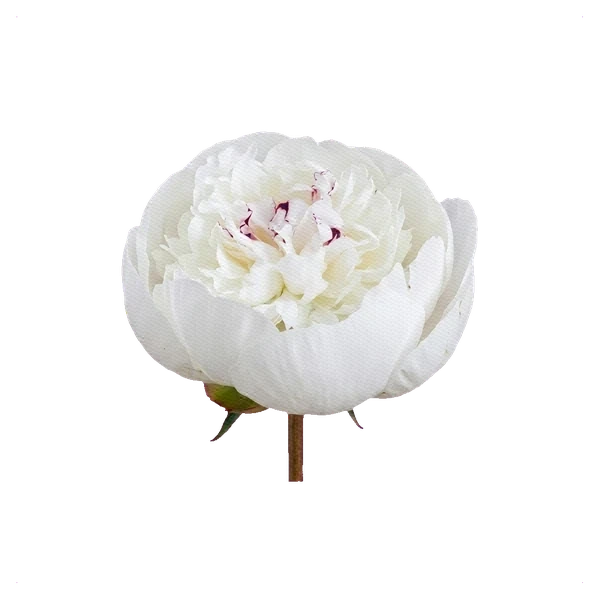 Pivoine Festiva Maxima — side