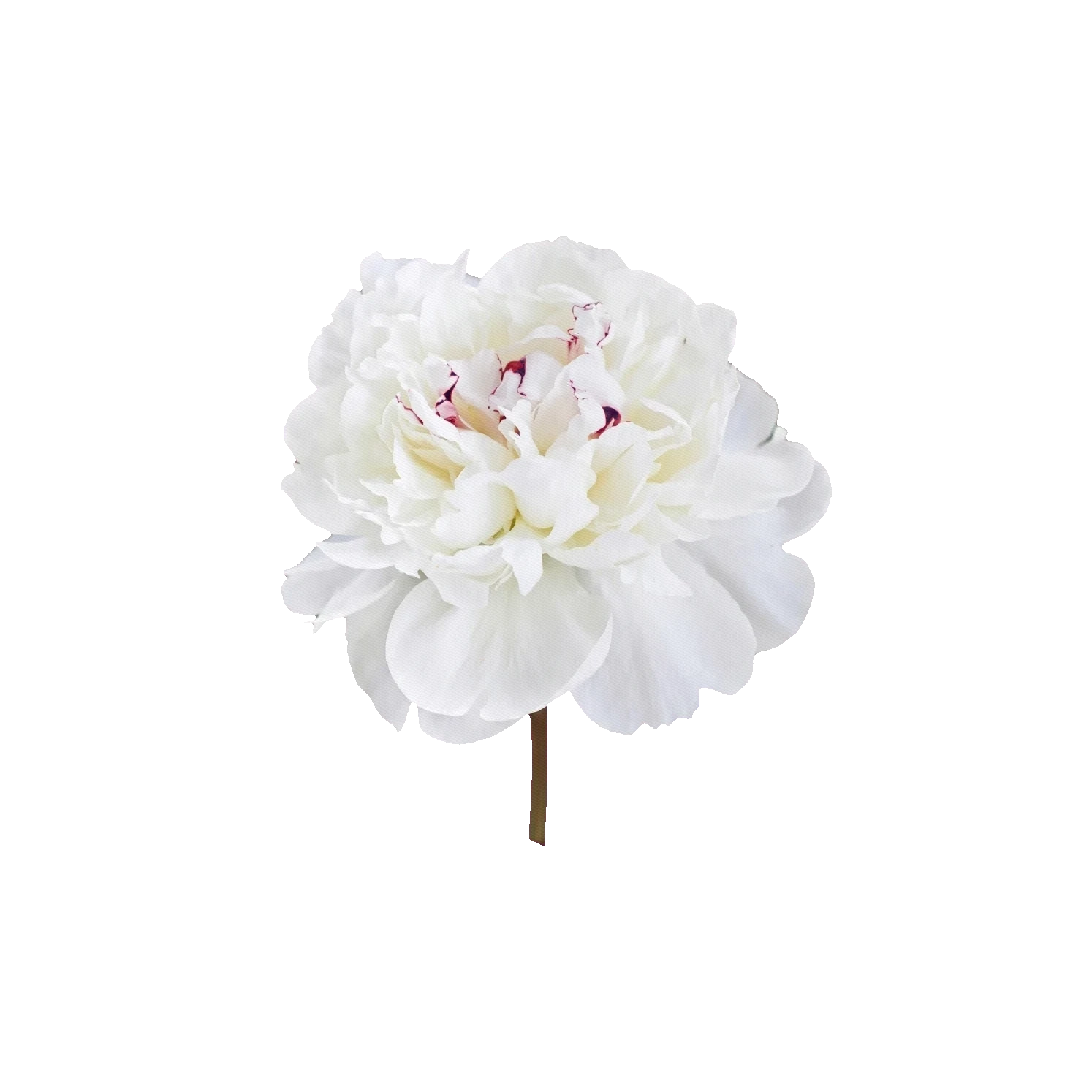 Peony Festiva Maxima