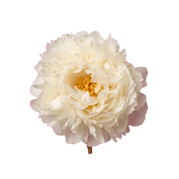 Peony Gardenia