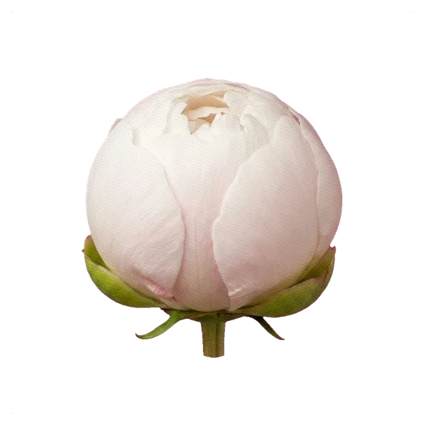 Pivoine Gardenia — bud