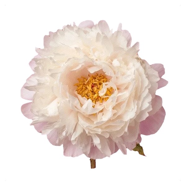 Pivoine Gardenia — full