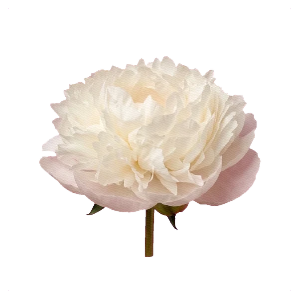 Pivoine Gardenia — side