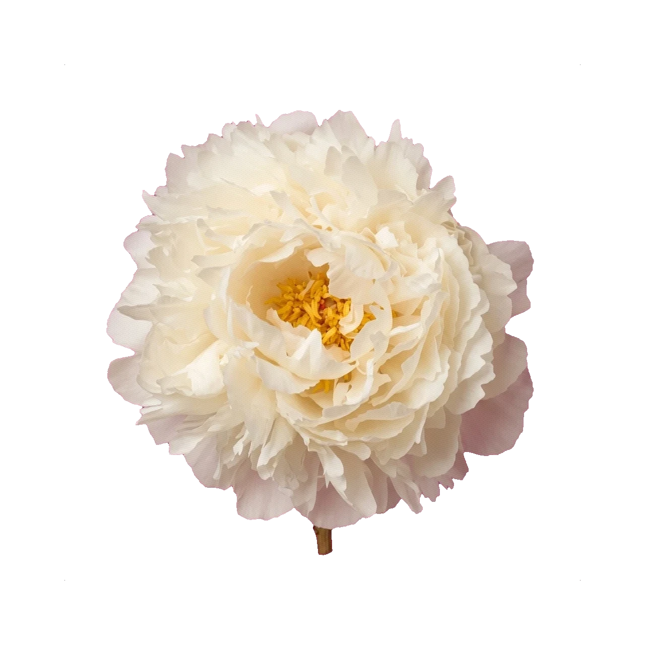 Peony Gardenia