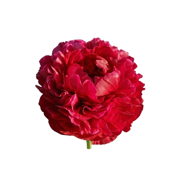 Peony Henry Bockstoce